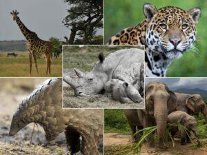 Africa Keen to Cradle it's Endangered Species for Ecosystem Restoration. www.theexchange.africa