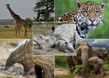 Africa Keen to Cradle it's Endangered Species for Ecosystem Restoration. www.theexchange.africa