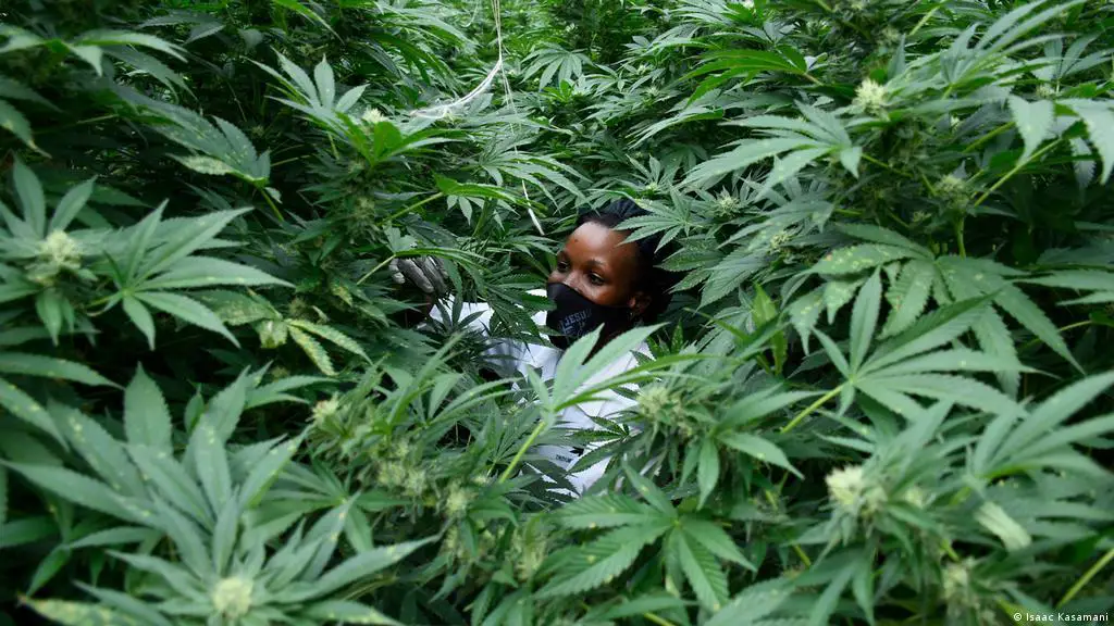 Africa could see the value of its legal cannabis rise to at least US$7.1 bn by 2023. www.theexchange.africa
