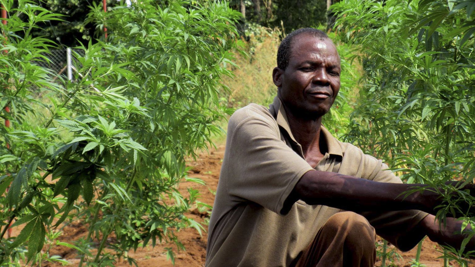 A cannabis farmer. Africa could see the value of its legal cannabis rise to at least US$7.1 bn by 2023. www.theexchange.africa
