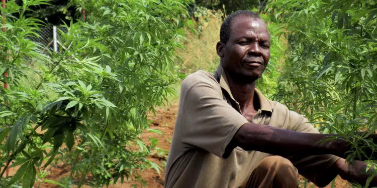 A cannabis farmer. Africa could see the value of its legal cannabis rise to at least US$7.1 bn by 2023. www.theexchange.africa