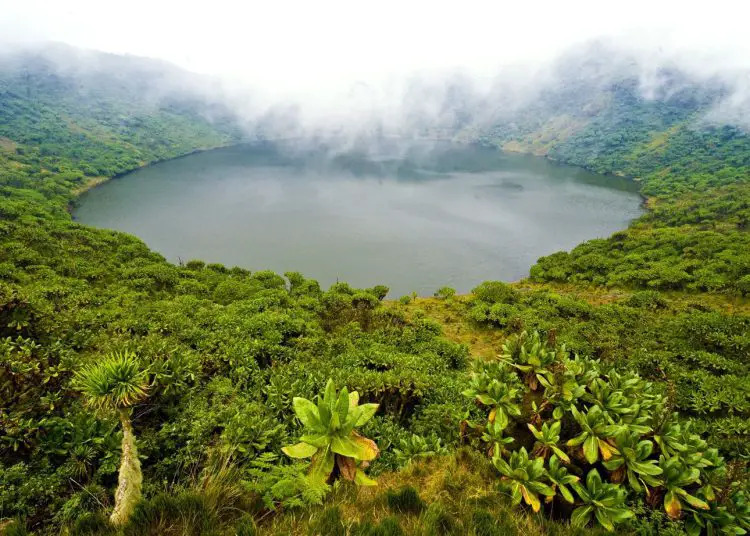 The Volcanoes National Park in Rwanda. www.theexchange.africa