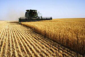 WHEAT HARVESTING