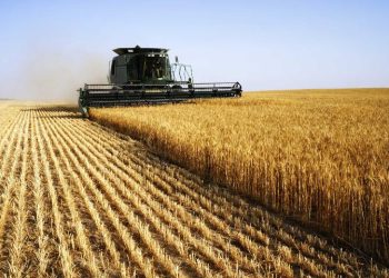 Ukraine is a top exporter of corn, barley, and rye, but it’s the country’s wheat that has the biggest impact on food security around the world. Wheat Harvesting (Photo/ The Sun Weekly)