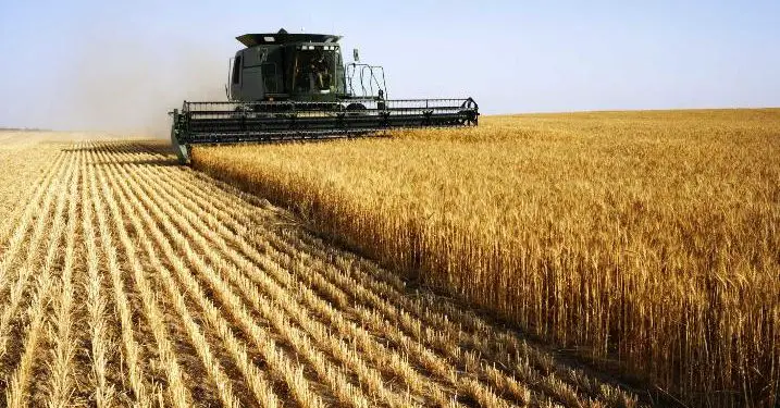 Ukraine is a top exporter of corn, barley, and rye, but it’s the country’s wheat that has the biggest impact on food security around the world. Wheat Harvesting (Photo/ The Sun Weekly)