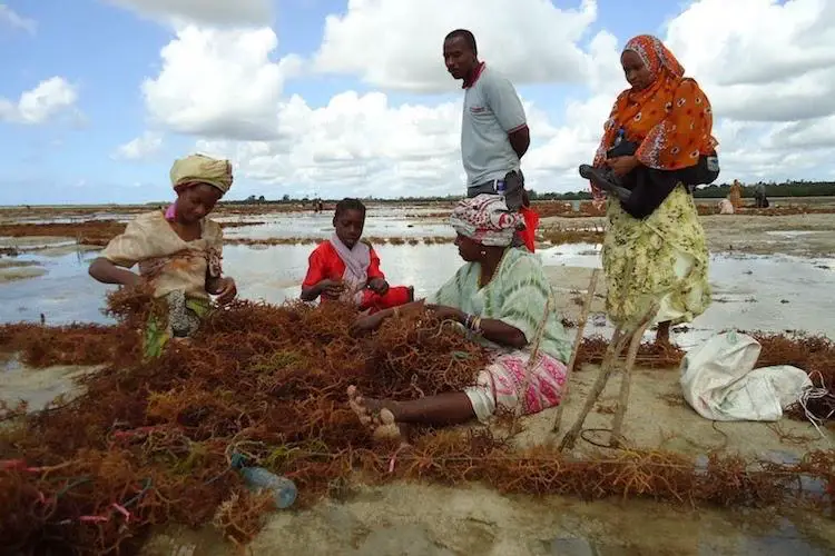 Zanzibar Seaweed farmers. www.theexchange.africa  Zanzibar Projects 6.8% Economic Growth