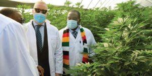 Medicinal cannabis farming takes root as Zimbabwe starts licensing farmers zim cannabis 768x384 1