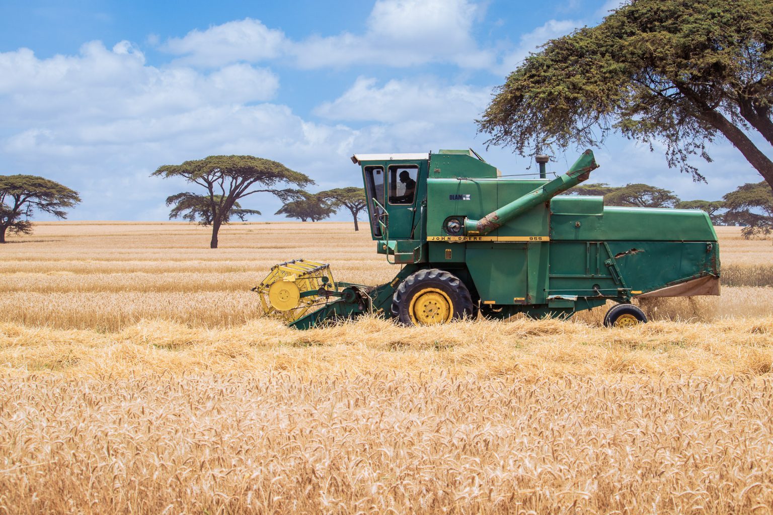 Wheat harvesting in Kenya. Africa can stop relying on importing food if it invests in its agricultural sector. www.theexchange.africa