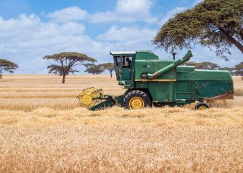 Wheat harvesting in Kenya. Africa can stop relying on importing food if it invests in its agricultural sector. www.theexchange.africa