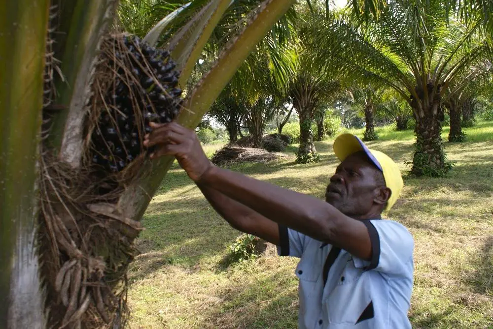 A Kenyan palm farmer. Kenya has the capacity to produce enough maize, wheat and most oil-producing crops. www.theexchange.africa