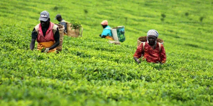 Agriculture drives the Kenyan economy.Agriculture drives the Kenyan economy. https://theexchange.africa/