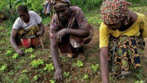 Can Tanzania’s agriculture industry feed East Africa? Agriculture in Tanzania