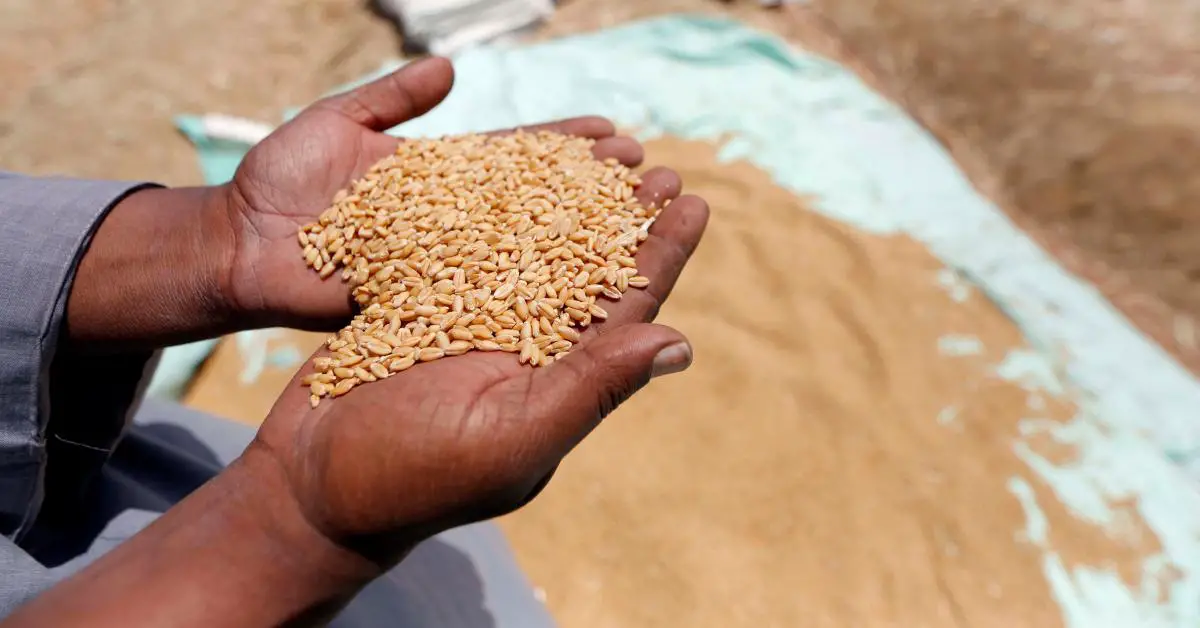 Wheat prices have climbed by over14.5 per cent in West Africa in the last few months. www.theexchange.africa