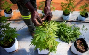 Zimbabwe Medicines regulator permits medical cannabis use Zimbabwe Medicines regulator permit Cannabis use in Medicines for the first time pic1