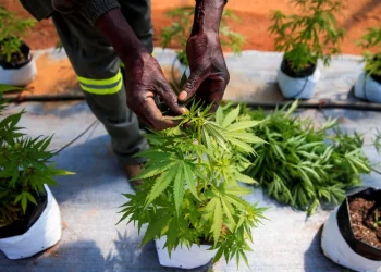Zimbabwean farmers hope for a whiff of the cannabis boom (Photo/ Reuters)