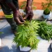 Zimbabwean farmers hope for a whiff of the cannabis boom (Photo/ Reuters)