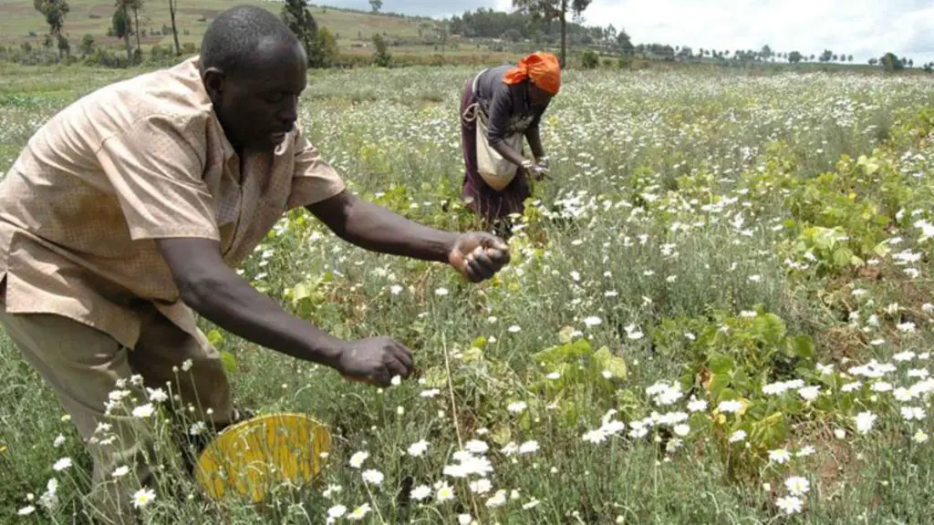 Farmers in Nakuru harvest pyrethrum. https://theexchange.africa/