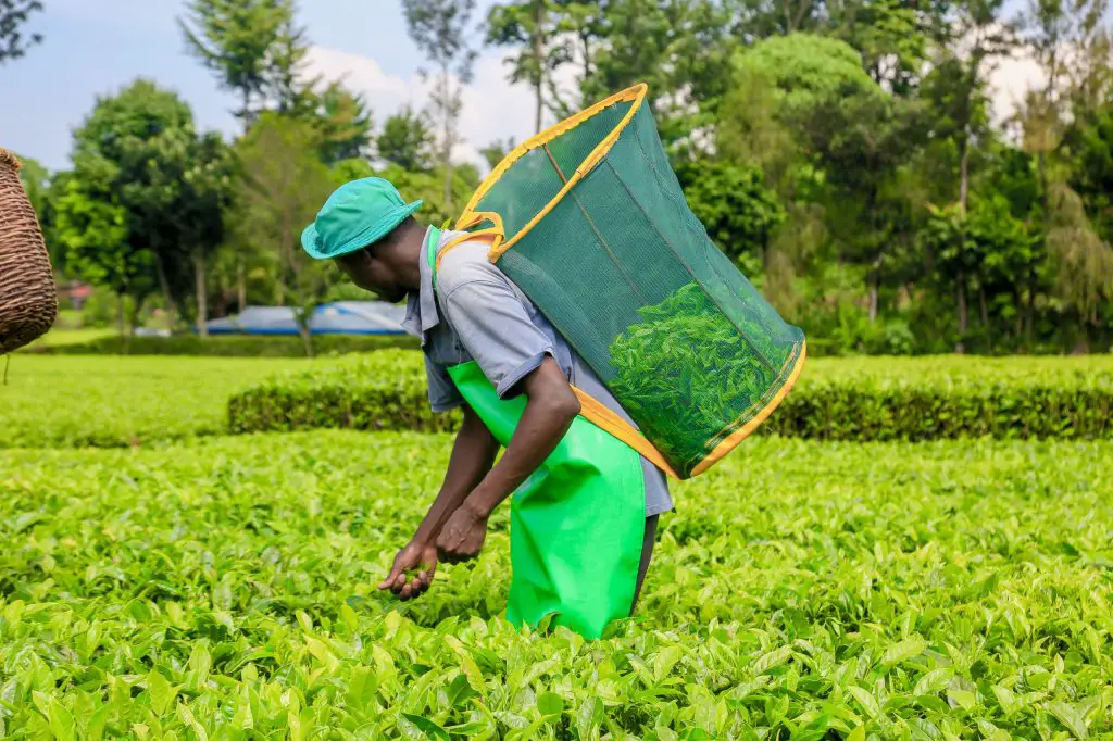 Most Kenyans make a living by growing or selling crops, seeds, farming tools, fertilizer, and other products related to agriculture. www.theexchange.africa