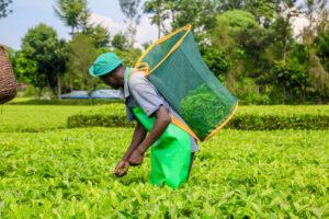 Most Kenyans make a living by growing or selling crops, seeds, farming tools, fertilizer, and other products related to agriculture. www.theexchange.africa