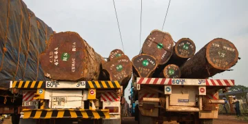 Trucks loaded with logs in Bangui, capital of the Central African Republic. www.theexchange.africa