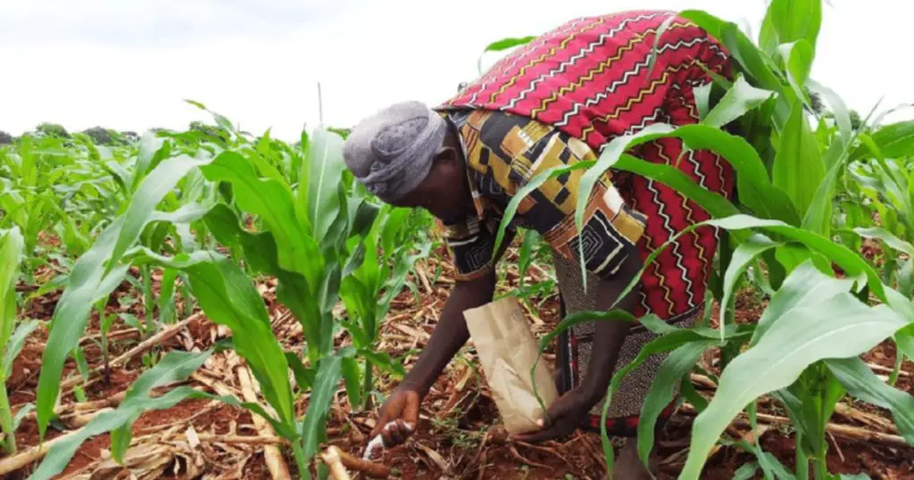 A farmer applies top dressing fertiliser on maize