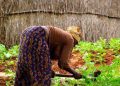 Organic Agriculture: African Experiences in Resilience and Sustainability. Woman using manure as fertilizer. www.theexchange.africa