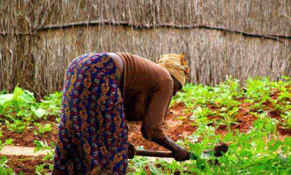 Organic Farming A Prototype For Sustainable Agriculture In Africa