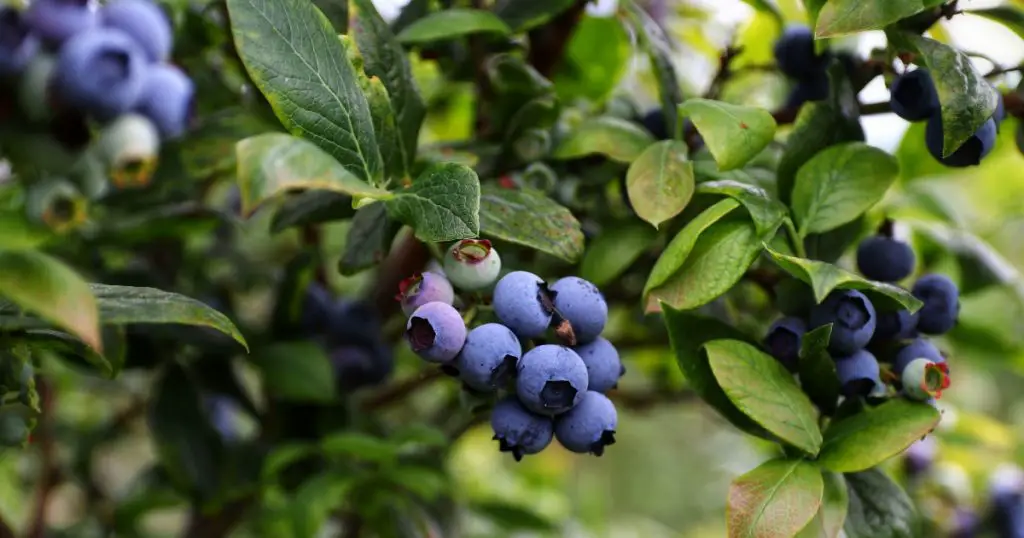 Kakuzi, a listed Kenyan agri-business, has partnered with marketing firm Driscoll's to launch a blueberry export plan
