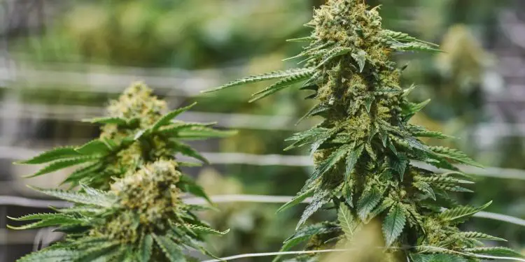 South Africa Looks to Cannabis, Hemp Industry to Create Jobs (Photo/ Bloomberg)