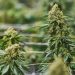 South Africa Looks to Cannabis, Hemp Industry to Create Jobs (Photo/ Bloomberg)