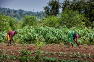 Africa must look to improve and transform its agricultural practices to increase food production for food security and economic growth [Photo/Silvapinto] www.theexchange.africa