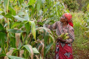 African Trade