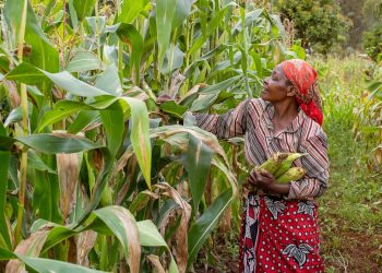 Agriculture represents a major investment agenda under Kenya's new administration in a bid to boost food security and lower the cost of living. www.theexchange.africa