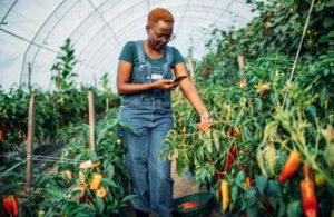 Harnessing mobile technologies growth to drive smart agriculture in Africa Smart Agriculture through Mobile Technologies in Africa. www.theexchange.africa