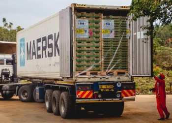 Kakuzi avocado export to China market