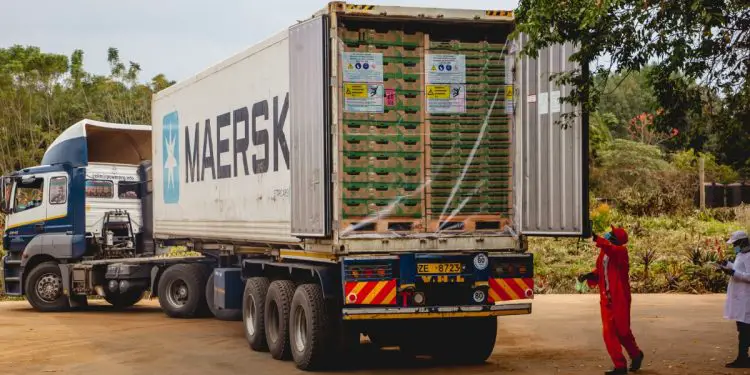 Kakuzi avocado export to China market