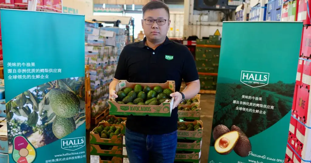 Kakuzi avocado exports in China market