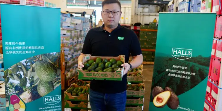 Kakuzi avocado exports in China market