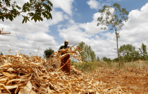 Crop insurance potential to drive smart agriculture in Africa Agricultural insurance, the antidote to many economic illnesses. www.theexchange.africa