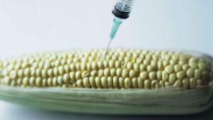 An abstract depiction of genetically engineering maize. The syringe represents the introduction of genes into the maize. www.theexchange.africa