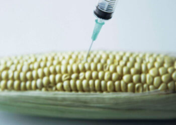 An abstract depiction of genetically engineering maize. The syringe represents the introduction of genes into the maize. www.theexchange.africa