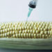 An abstract depiction of genetically engineering maize. The syringe represents the introduction of genes into the maize. www.theexchange.africa