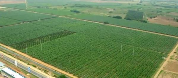 Agricultural field in Angola. Source: Business Africa]