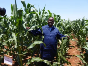 Kenya Tanzania GMO