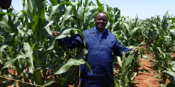 Kenya Tanzania GMO