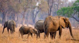 Zambia launches tourism master plan to boost travel. The launch of the Zambia Tourism Master plan was aimed at facilitating systematic exploitation of the country’s vast tourism for the sector to contribute to the growth of the economy. The plan runs from 2018 to 2038. www.theexchange.africa