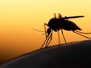 Zero malaria in Zanzibar by 2027, realistic? Zero Malaria: Through the President's Malaria Initiative (PMI) and newly launched Tanzania Malaria Case Management (TMCM) project, Zanzibar plans to end malaria by 2027 as part of the island’s initiatives to improve welfare and increase tourism. Photo/PreventionWeb