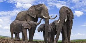 Tanzania: The economics of wildlife corridors Wildlife corridors are been blocked by human activities in Tanzania severely affecting migration patterns. USAID is funding Tuhifadhi Maliasili project to restore wildlife corridors.