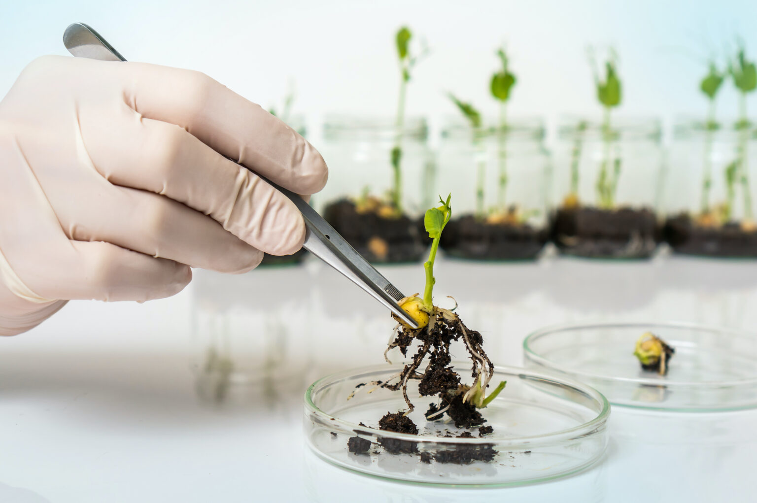 The power of gene editing can be wielded to modify plants and, among other things, achieve significant sustainability wins. www.theexchange.africa