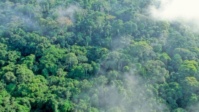 Gabon tapping into its carbon credit market